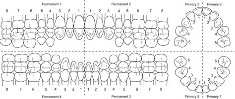 URBN Dental will help you get familiar with universal dental notation ...