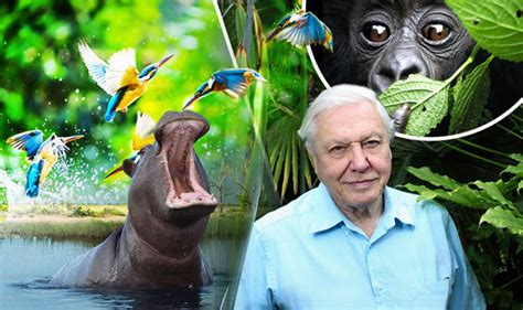 David Attenborough reveals the reasons for Planet Earth 2's ratings ...