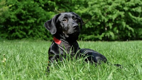 Black Labrador Retriever Lying on Grasses · Free Stock Photo