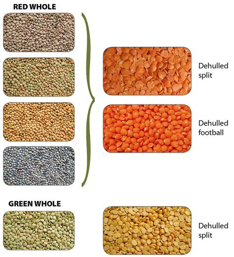 Lentil types | GRDC Lentils ute guide