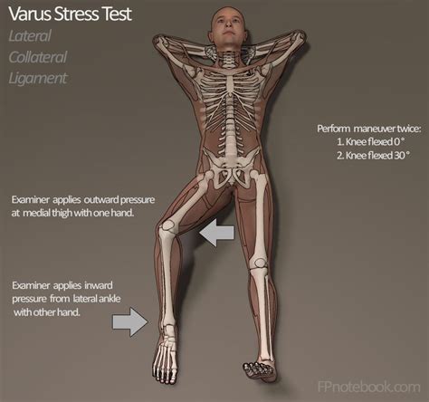 Pin on Anatomy animation