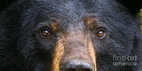 Bear Eyes Photograph by Timothy Flanigan