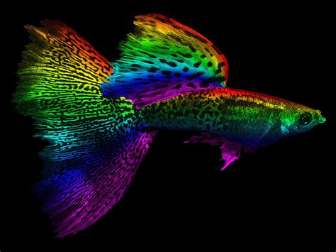 Rainbow Guppy In Water Digital Art by Juan Rodriguez - Pixels