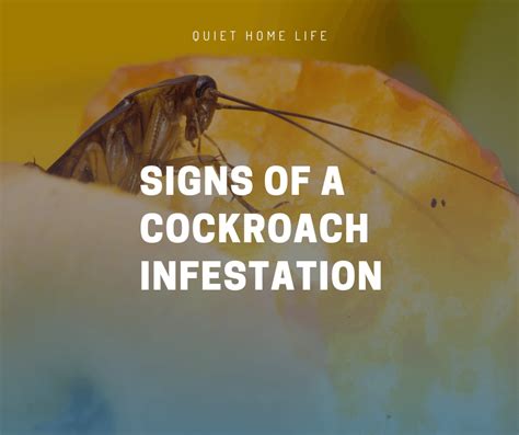 Signs of a Cockroach Infestation: Hints You Should Never Ignore ...