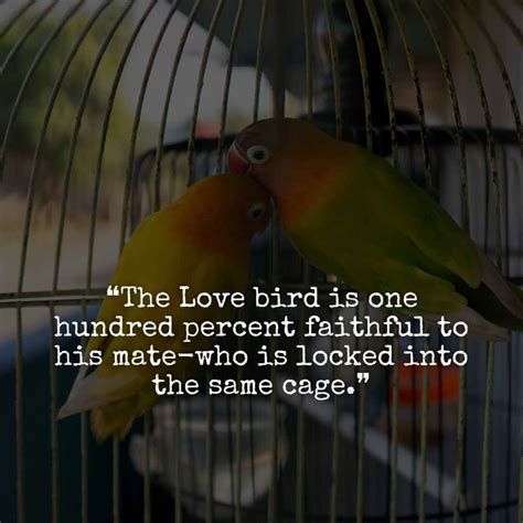 2024 Love Birds Quotes To Say "we Are Love Birds"