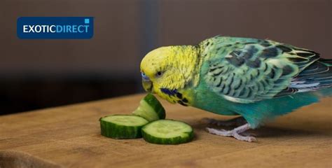 What can budgies eat? (2023)