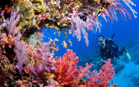 Dive Into the Underwater Wonders of the Tubbataha Reefs - Banwa Private ...