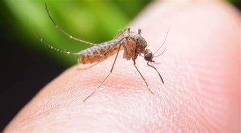 Mosquito Bites - Allergy & Treatment - How to Get Rid of Mosquito Bites