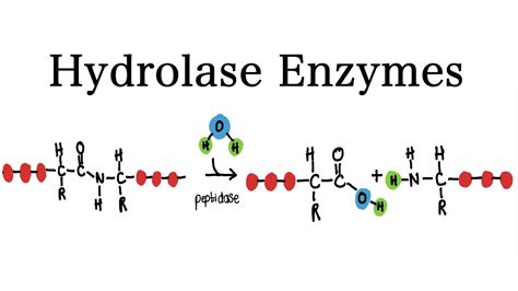 What are Hydrolase Enzymes? | MCAT Biochemistry - YouTube