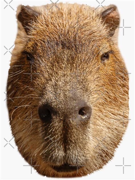 "Capybara face" Sticker by Dalyn | Redbubble