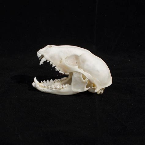 RACCOON SKULL — The Strange And Unusual