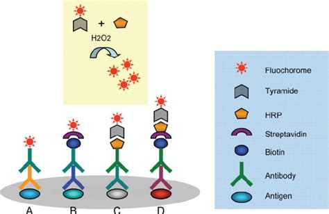 Illustration of four immunofluorescent staining protocols. In the ...