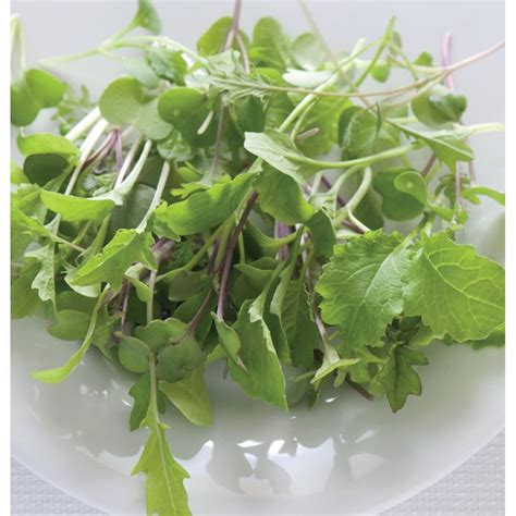 Mild Micro Mix - Microgreen Seed | Johnny's Selected Seeds ...