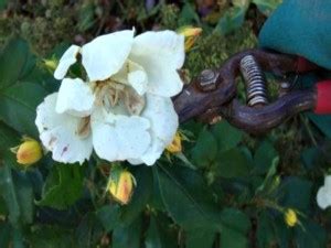 Propagating Roses from Cuttings