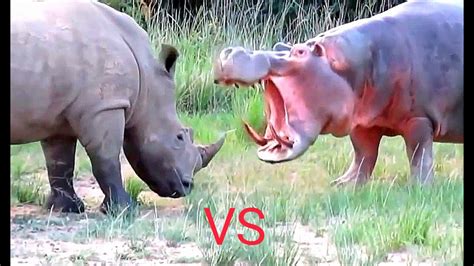 Hippo VS Rhino dangerous fight and there destruction - YouTube