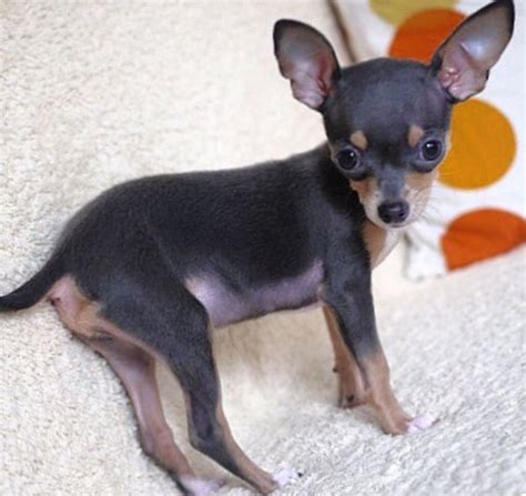 Blue chihuahuas 2 Blue Chihuahua, Chihuahua Puppies, Really Cute Dogs ...