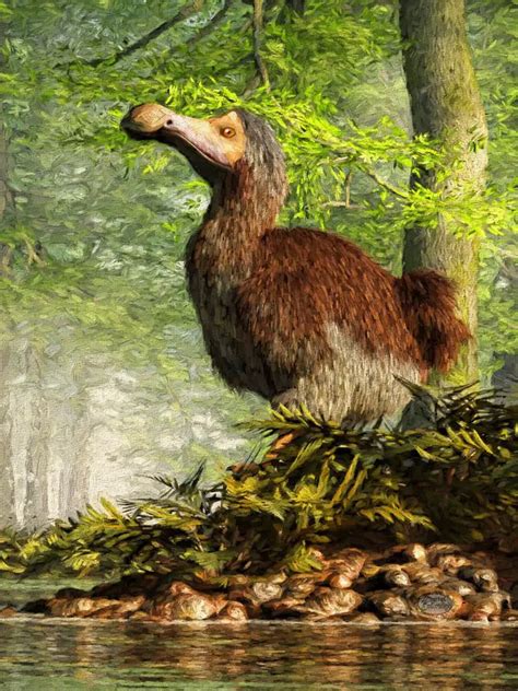 Dodo Bird | Dinosaurs - Pictures and Facts