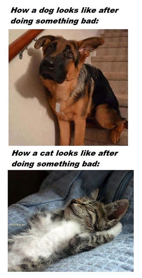 Big reason why dogs are better than cats, dogs actually show they learn ...