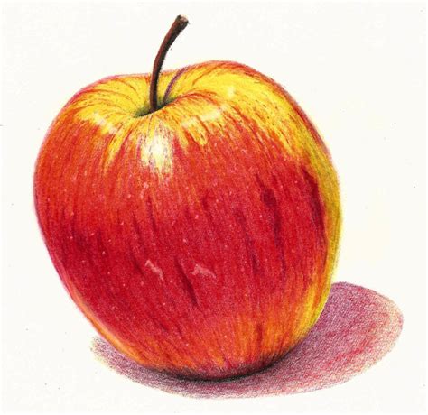 Realistic Apple Drawing Colour