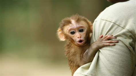 Role Of Wildlife SOS In Rehabilitating Baby Monkeys - Wildlife SOS