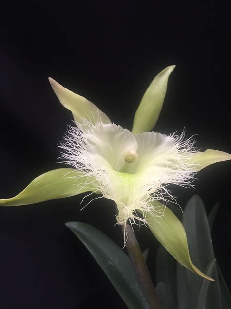 Top 48+ orquidea brassavola digbyana - Abzlocal.mx