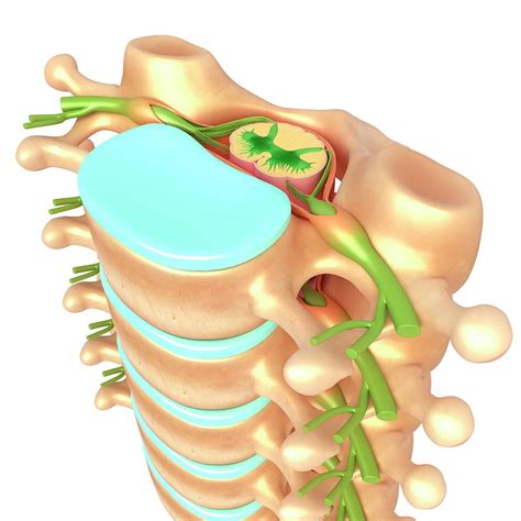 Lumbar Region Anatomy