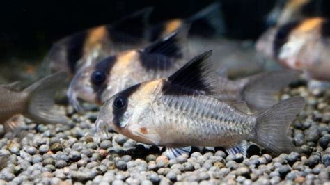 Cory Catfish Breeding Guide (Answers to Common Questions) - Avid Aquarist