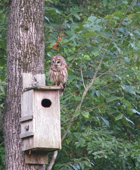 Barred Owl House Plans Crawfishing2 Hw 45Degreesdesign Box Placement ...