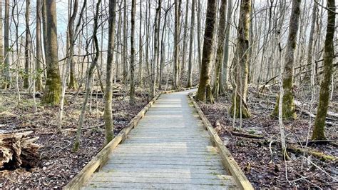 Great Dismal Swamp: A Scenic Hike to Lake Drummond