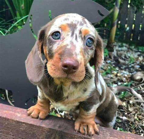 59+ Dapple Dachshund Puppies For Sale In Florida Pic - Bleumoonproductions