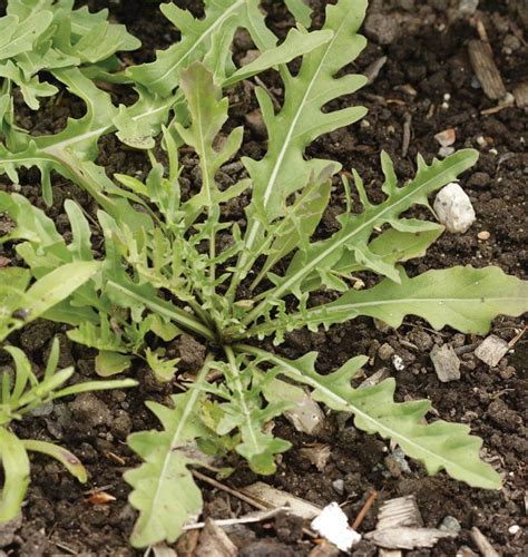 Wild Arugula Seeds – West Coast Seeds