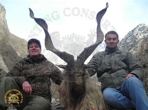 Hunting Markhor | Hunting Consortium The various subspecies of Markhor ...