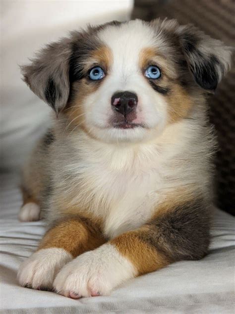 Red Merle Mini Australian Shepherd Puppies For Sale - aspca donation rating