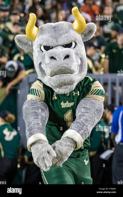 University of south florida bull hi-res stock photography and images ...