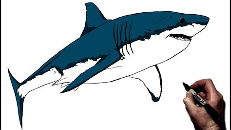 Shark Drawing Easy Great White Shark Drawing Fish Drawings Cartoon ...