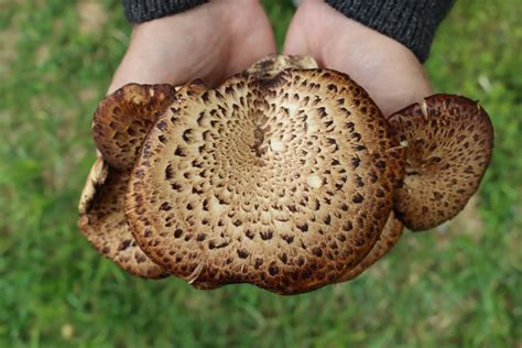 Foraging Pheasant Back Mushrooms (Cerioporus squamosus)