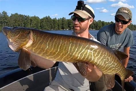 Muskie Vs. Tiger Muskie: How to Tell Them Apart – Northern Pike Fishing ...