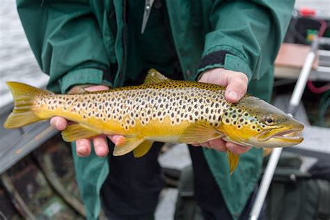 Brown trout fishing near Inverness - Scottish Highlands