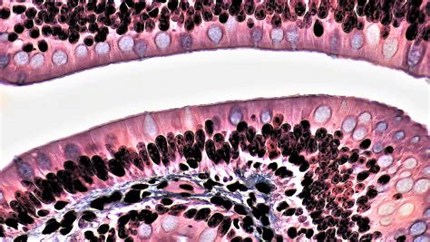 Epithelial Tissues: Simple Columnar Epithelium | cross secti… | Flickr