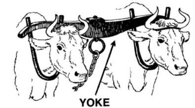 Yoke Oxen Pages Coloring Pages