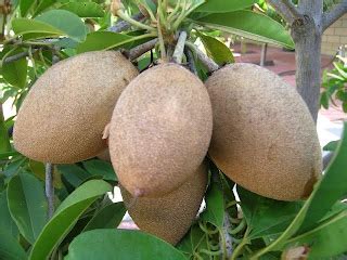 Nutrition Fruits: Sapote fruit nutritions