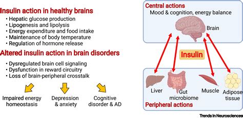 Insulin action in the brain: cell types, circuits, and diseases: Trends ...