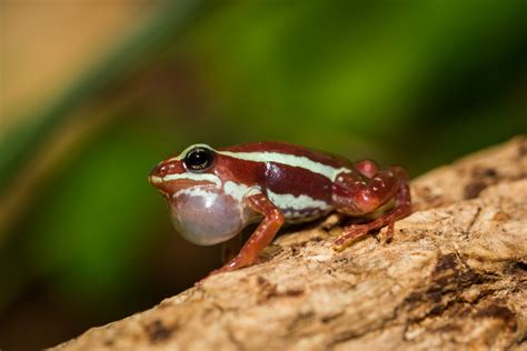 Phantasmal Poison Frog Facts and Pictures