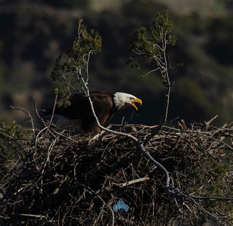 How to Take Stunning Wildlife Photography Like a Pro