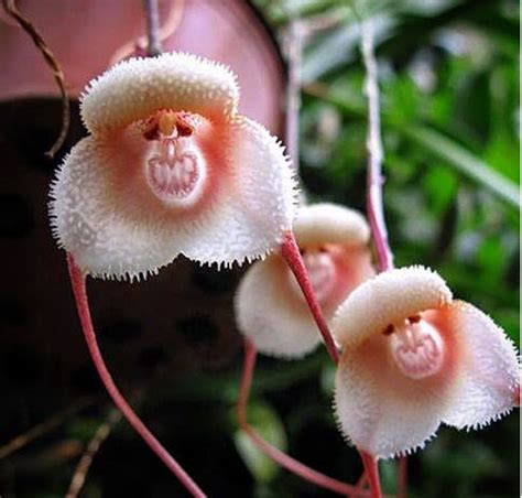 Rare Orchid Species That Look Like Tiny Monkey Faces In 2020 Rare ...