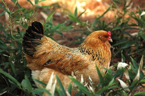 Beautiful Ameraucana Hen | Pet chickens, Chickens backyard, Chickens