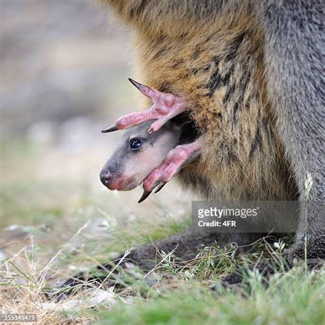 Newborn Kangaroo Photos and Premium High Res Pictures - Getty Images