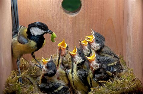 Build a Nest Box to Welcome Spring Birds | Audubon