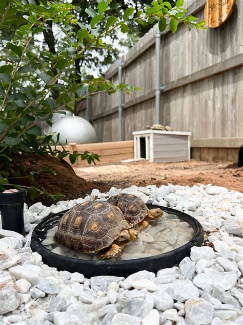 Sulcata Tortoise Enclosure – Kristyn Cole