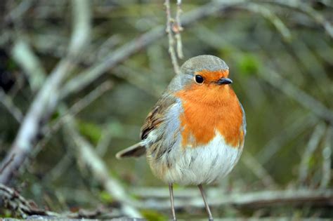 Female Robin (UK) - Identification, Behaviour, and Facts